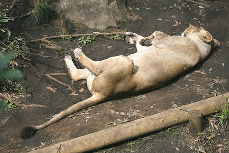 現在の上野動物園のライオン