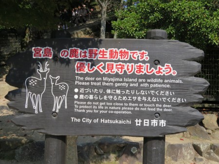 宮島の鹿は野生動物です