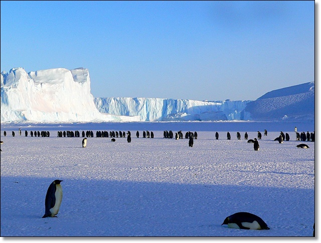 南極とペンギン